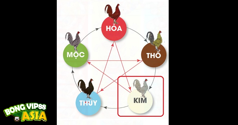 Gà bướm thuộc mệnh Kim bởi bộ lông tông màu sáng